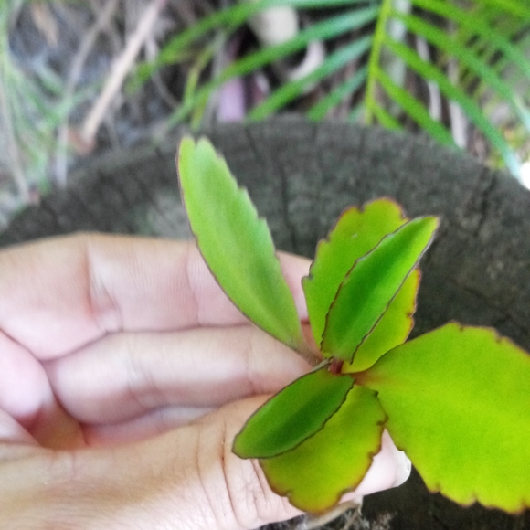 5 Mother of Thousands Starter Plants - Picture 2 of 5